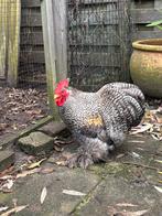 Cochin Kriel haantje gratis op te halen, Dieren en Toebehoren, Mannelijk, Kip