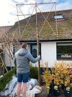 Leilindes nu €100 per stuk, Tuin en Terras, Ophalen, Volle zon, Overige soorten