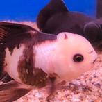 Carrasius auratus, Vis