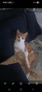 Karel 6 maanden, Kater, Kortharig, 0 tot 2 jaar