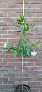 Chitalpa tashkentensis ‘Summer Bells’, woestijnwilg, Ophalen, Volle zon, Overige soorten
