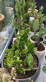 Cactus plant met grote pot €15, Huis en Inrichting, Kamerplanten, Ophalen, Cactus, Minder dan 100 cm