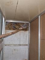 Mooi rijstvogels, Dieren en Toebehoren, Vogels | Overige Vogels, Meerdere dieren