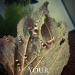 caridina crystal black | osmosewater, Kreeft, Krab of Garnaal, Zoetwatervis, Schoolvis