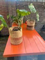 Monstera, Ophalen of Verzenden, Zo goed als nieuw, Hout