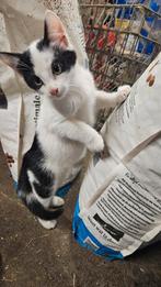 Kittens, Ophalen of Verzenden