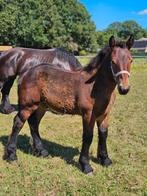 Trekpaard hengstveulen en een dressuur hengstveulen, Dieren en Toebehoren, Hengst, Dressuurpaard, 0 tot 2 jaar