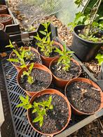 Salvia uliginosa, bio planten., Ophalen of Verzenden, Zomer, Overige soorten, Volle zon