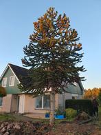 Prachtige Apenboom van 9 meter!, Tuin en Terras, Bloeit niet, Overige soorten, 400 cm of meer, Ophalen