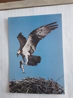 OSPREY, Ophalen of Verzenden