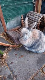 3 Nederlandse hangoor konijnen, Dieren en Toebehoren, Konijnen, Meerdere dieren, Groot, Hangoor
