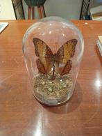 Prachtige vlinder in stolp hoogte 13 cm, Huis en Inrichting, G, Ophalen of Verzenden, Zo goed als nieuw, J