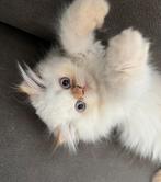 Wegens stopzetting hobby ,katten te koop, Dieren en Toebehoren, Katten en Kittens | Raskatten | Langhaar, Meerdere dieren, Gechipt