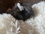Langharig punk  drie kleurig  zeugje cavia Pevuriaans, Dieren en Toebehoren, Juni, Mannelijk, Cavia