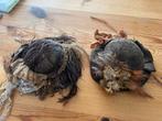 2 antieke poppenhoedjes, Ophalen