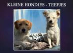 EEN LIEF MAATJE?  REUTJE OF TEEFJE LEES ADVERTENTIE, Dieren en Toebehoren, Honden | Niet-rashonden, Particulier, Rabiës (hondsdolheid)
