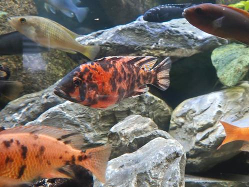 Aulonocara multicolor m/v, Dieren en Toebehoren, Vissen | Aquariumvissen, Vis