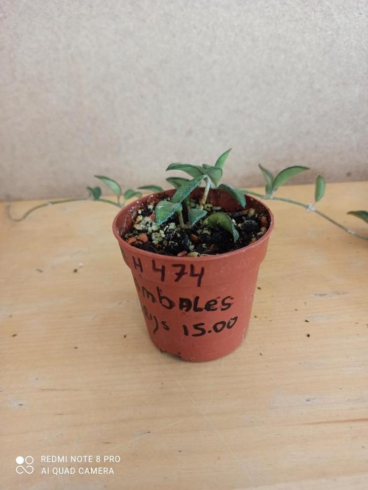 Hoya Zambales potmaat 6.5 nummer H474, Huis en Inrichting, Kamerplanten, Minder dan 100 cm, Halfschaduw, Ophalen of Verzenden