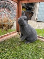 Jonge konijntjes, Dieren en Toebehoren, Konijnen, Meerdere dieren