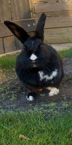 Dwergkonijn zoekt nieuw huisje, Dieren en Toebehoren, Konijnen, Vrouwelijk, Dwerg, 3 tot 5 jaar