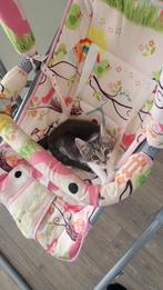Baby poesje, Dieren en Toebehoren