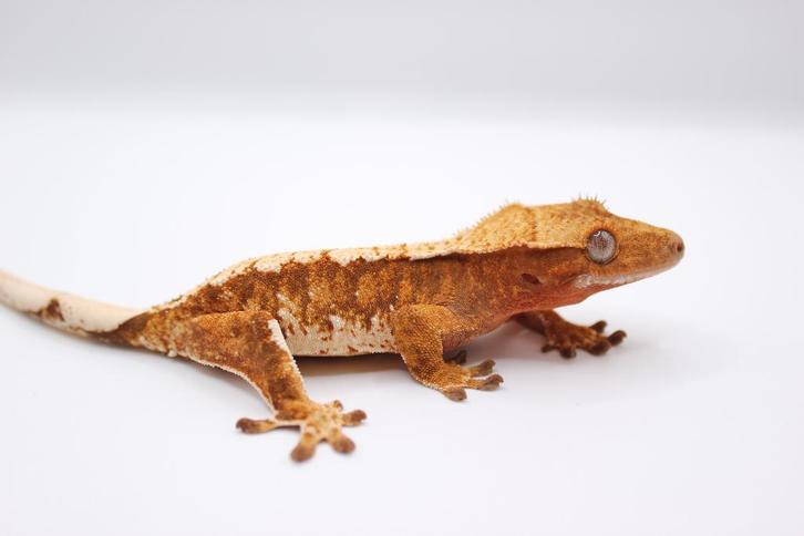 Wimpergekko/Crested Gecko/Correlophus Ciliatus, Dieren en Toebehoren, Reptielen en Amfibieën, Hagedis, 0 tot 2 jaar, Tam