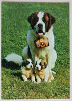 Sint Bernhard hond met pups, ansichtkaart, Ophalen of Verzenden, 1980 tot heden, Ongelopen, Hond of Kat