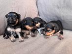 Pomeriaan x york, 8 tot 15 weken, Meerdere, Meerdere dieren, Klein