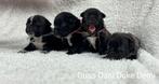Prachtige RetroMops Puppy's, Pups, Dieren en Toebehoren, Overige rassen, CDV (hondenziekte), 8 tot 15 weken, Meerdere