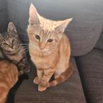Half Maine Coon kittens, Meerdere dieren