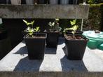 LAVAS ( MAGGIKRUID), Tuin en Terras, Ophalen, Vaste plant, Halfschaduw, Kruiden