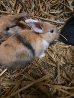 Lieve en leuke dwerghangoorkonijntjes, Dieren en Toebehoren, Konijnen, Meerdere dieren, Klein, Hangoor, 0 tot 2 jaar