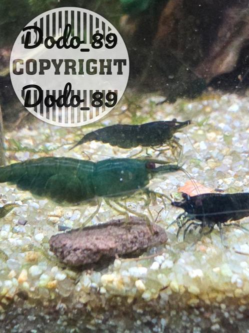 Green jade garnalen.  Groene garnalen, Dieren en Toebehoren, Vissen | Aquariumvissen
