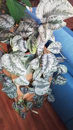 Scindapsus pictus/zilverrank zeer goed gewortelde stekjes., Ophalen of Verzenden, Halfschaduw, Minder dan 100 cm