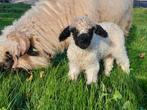 Twee stamboek Walliser Schwarznase ooien met eigen ooilam., Vrouwelijk, Schaap