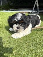 PRACHTIGE RAS ZUIVERE shih tzu pups!!, Dieren en Toebehoren, Honden | Chihuahua's en Gezelschapshonden, Overige rassen, Meerdere
