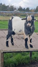 Te koop super mooi dwergbokje, Dieren en Toebehoren, Schapen, Geiten en Varkens, Mannelijk, Geit, 0 tot 2 jaar