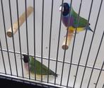 Te koop Koppel Gouldamadines, Dieren en Toebehoren, Vogels | Overige Vogels, Meerdere dieren, Tropenvogel