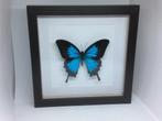 vlinder  Papilio ulysses, Verzamelen, Dierenverzamelingen, Ophalen of Verzenden, Nieuw, Insect, Opgezet dier