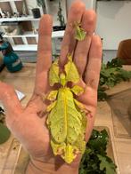 Nymphjes Phyllium giganteum, PSG 72,grootste wandelende blad, Dieren en Toebehoren, Wandelende tak