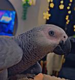 grijze roodstaart jong, Dieren en Toebehoren, Vogels | Parkieten en Papegaaien, Mannelijk, Papegaai, Tam