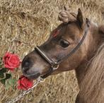 Pony training