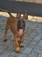 Mechelse X Hollandse Herder Pups, Dieren en Toebehoren, Honden | Herdershonden en Veedrijvers, 8 tot 15 weken, Meerdere, Meerdere dieren