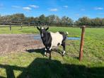 Beste bonte melkgeiten bok, Dieren en Toebehoren, Schapen, Geiten en Varkens, Mannelijk, Geit