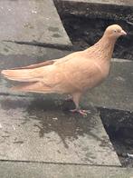 Sier duiven, Vrouwelijk, Postduif