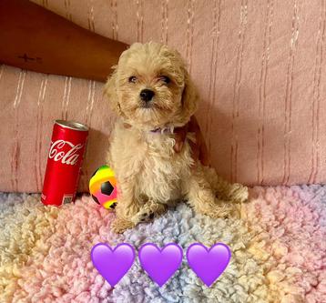 🐶 lieve maltipoo toy poedel pups teefjes ❤️💜 mogen al mee beschikbaar voor biedingen