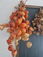 2 Mooie bossen gedroogde lampionnetjes van vorig jaar, Ophalen