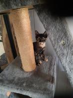 jonge kittens te koop, Dieren en Toebehoren, Katten en Kittens | Overige Katten