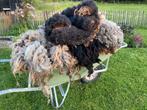 Schapenwol vachten van Ouessant schapen grise bruin zwart, Ophalen of Verzenden, Nieuw, Spinwol