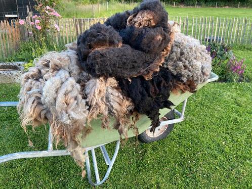 Schapenwol vachten van Ouessant schapen grise bruin zwart, Hobby en Vrije tijd, Spinnewielen en Spinnen, Nieuw, Spinwol, Ophalen of Verzenden